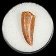 Large Raptor Tooth From Morocco #5061-1